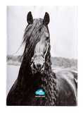 Spencil - A4 Book Cover - Black & White Horse 2